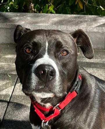 Levi, Adoptable, Young Male Staffordshire Bull Terrier & Pit Bull Terrier.