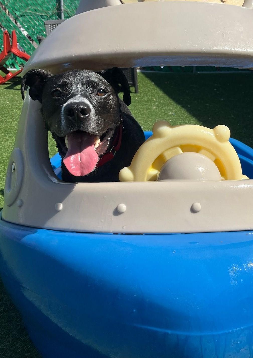 Levi, an adoptable Staffordshire Bull Terrier, Pit Bull Terrier in Norwalk, CT, 06851 | Photo Image 2