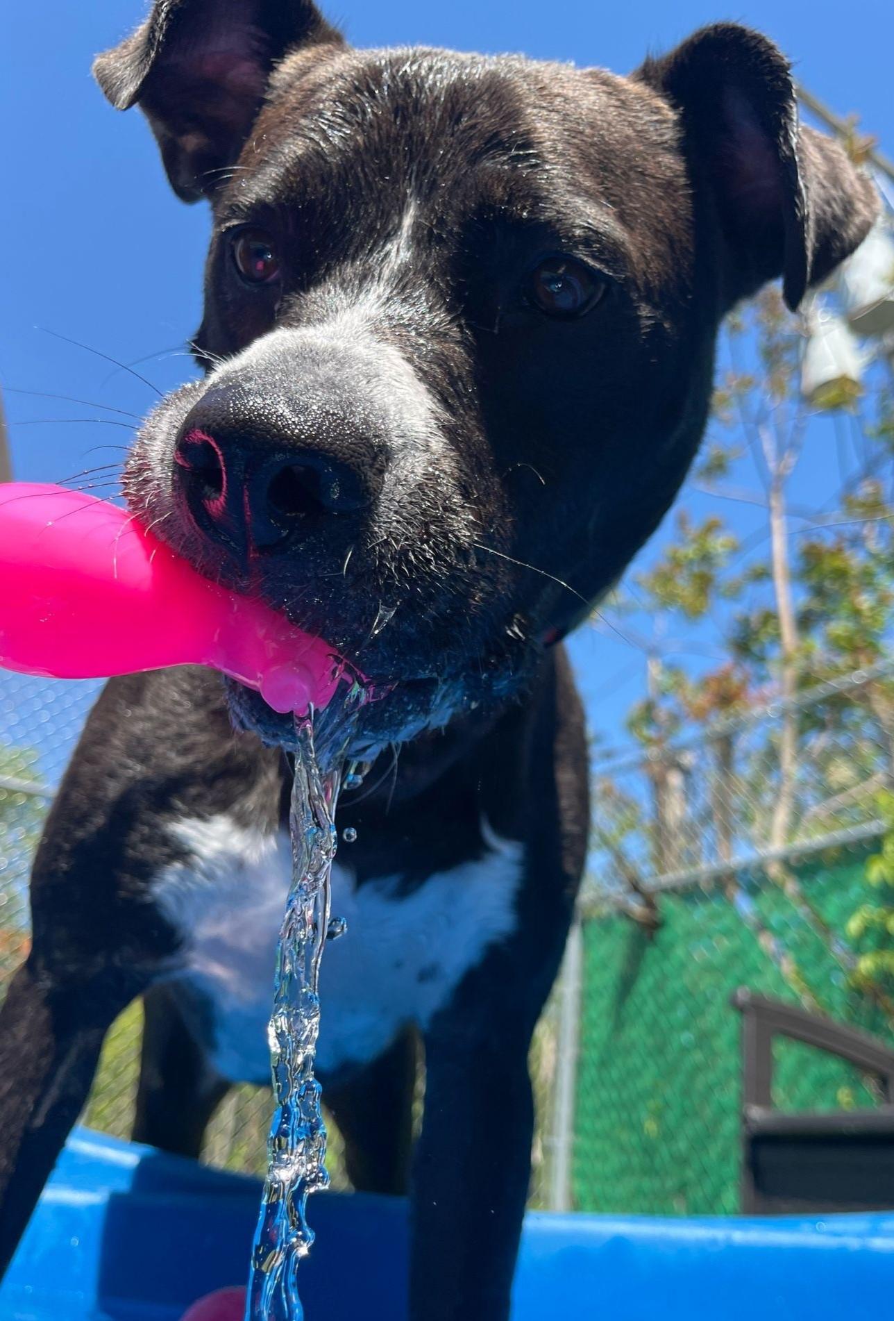 Levi, an adoptable Staffordshire Bull Terrier, Pit Bull Terrier in Norwalk, CT, 06851 | Photo Image 3