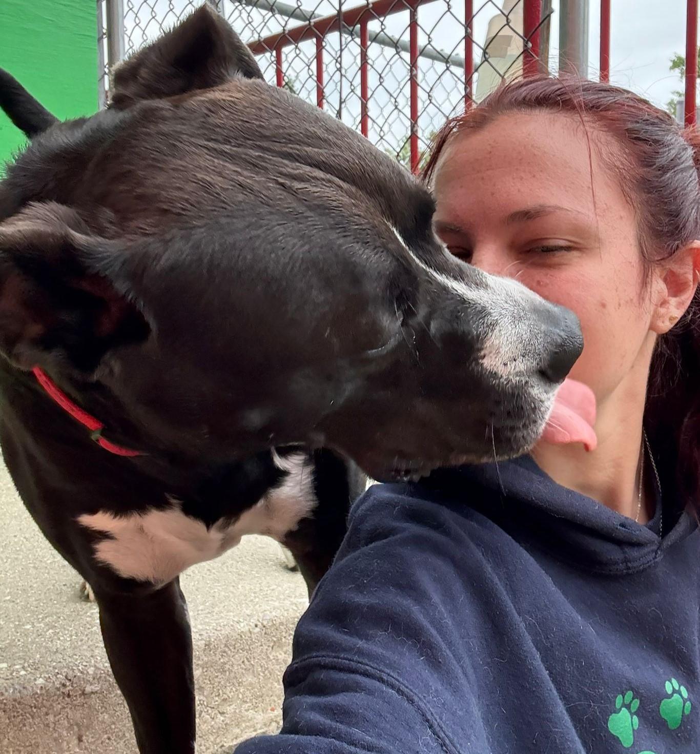 Levi, a Adoptable mixed breed in Norwalk, CT image 4/6