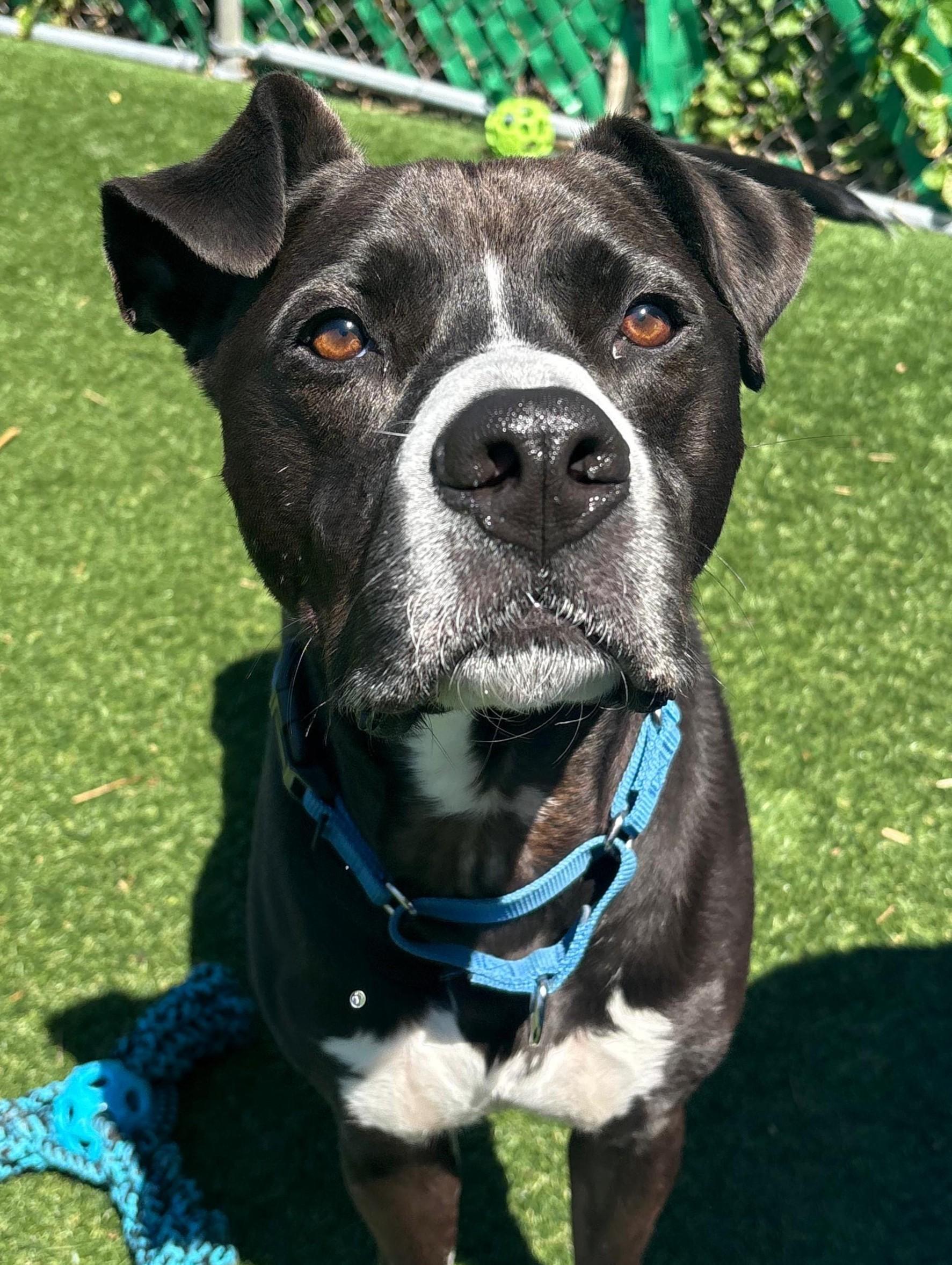 Levi, Adoptable, Young Male Staffordshire Bull Terrier & Pit Bull Terrier.