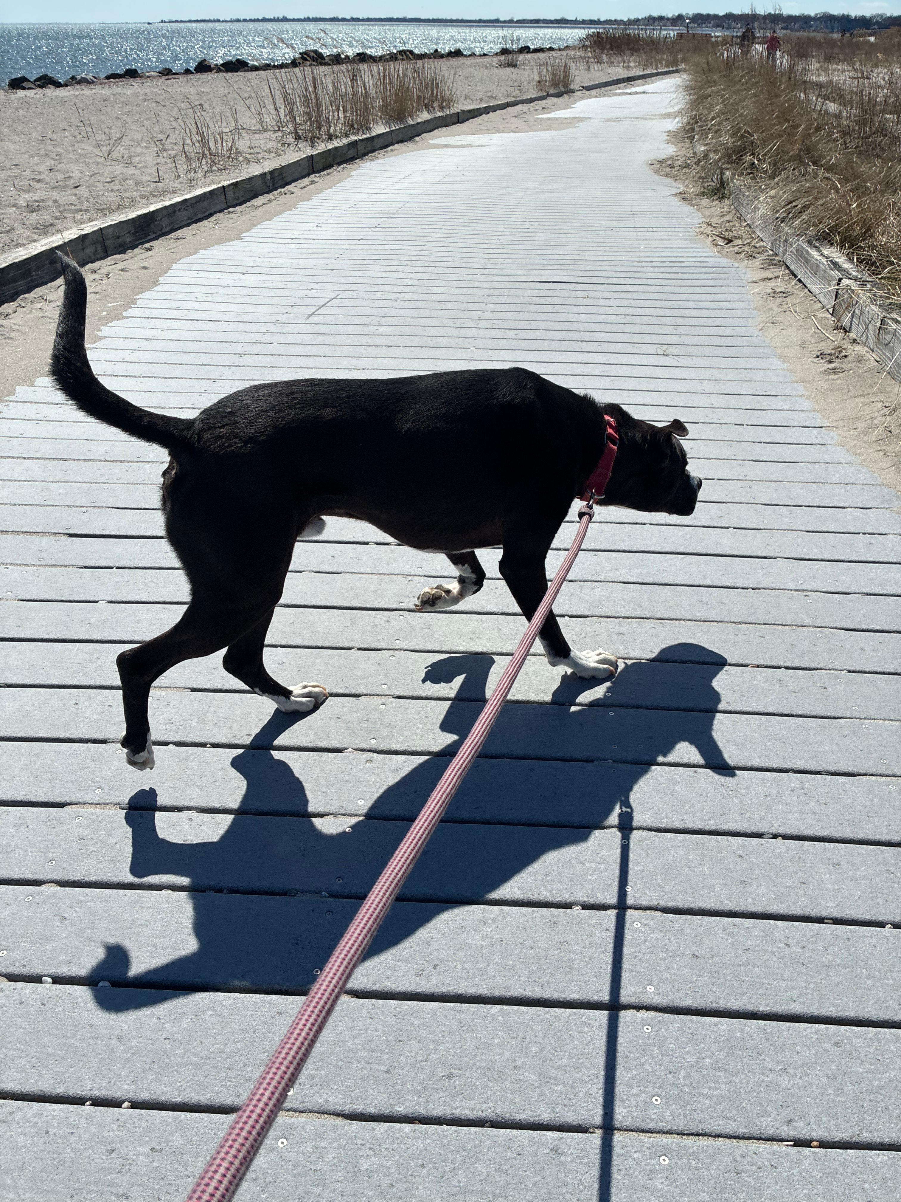 Enlarge Levi, a Adoptable mixed breed in Norwalk, CT image 6/6