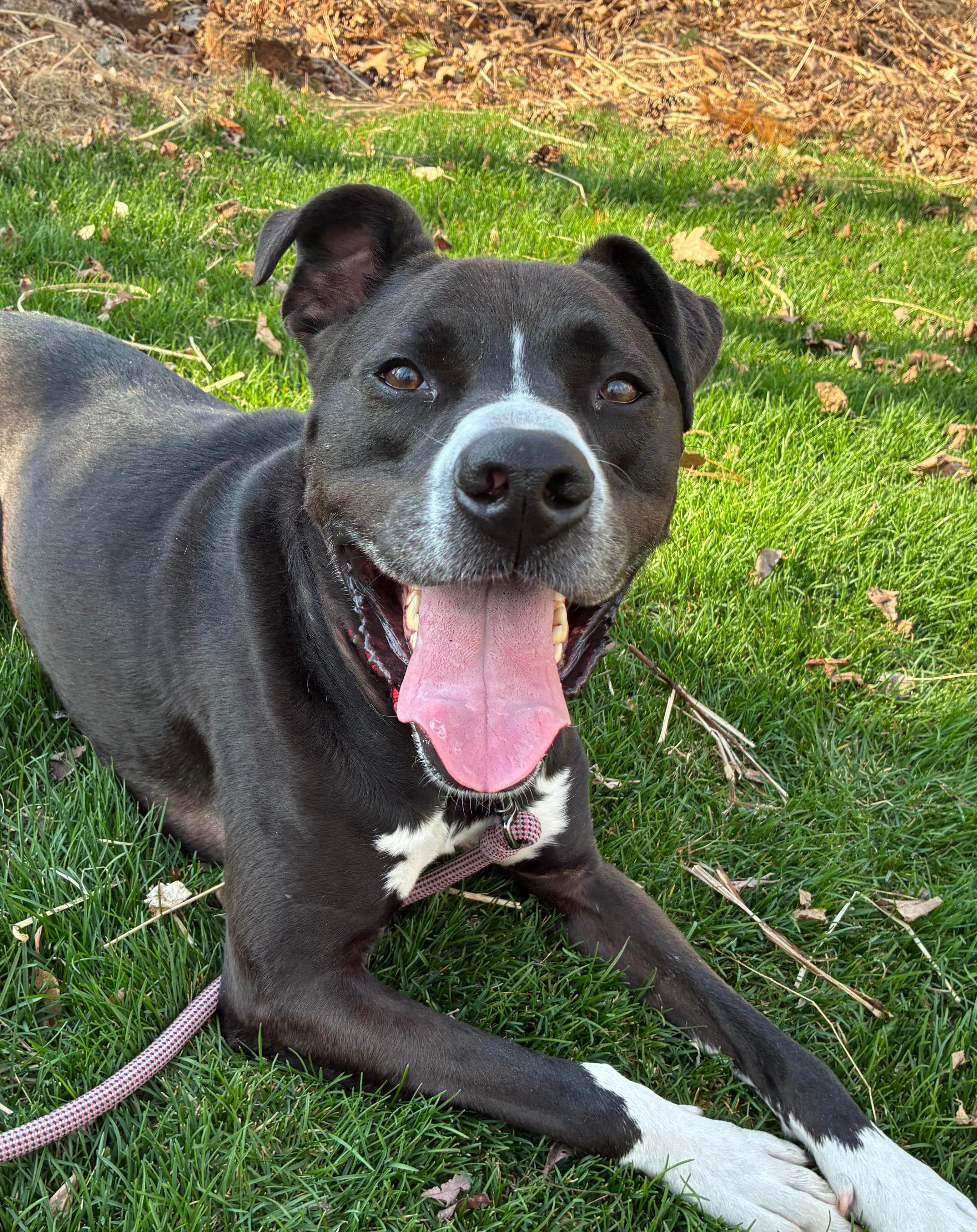 Enlarge Levi, a Adoptable mixed breed in Norwalk, CT image 1/6