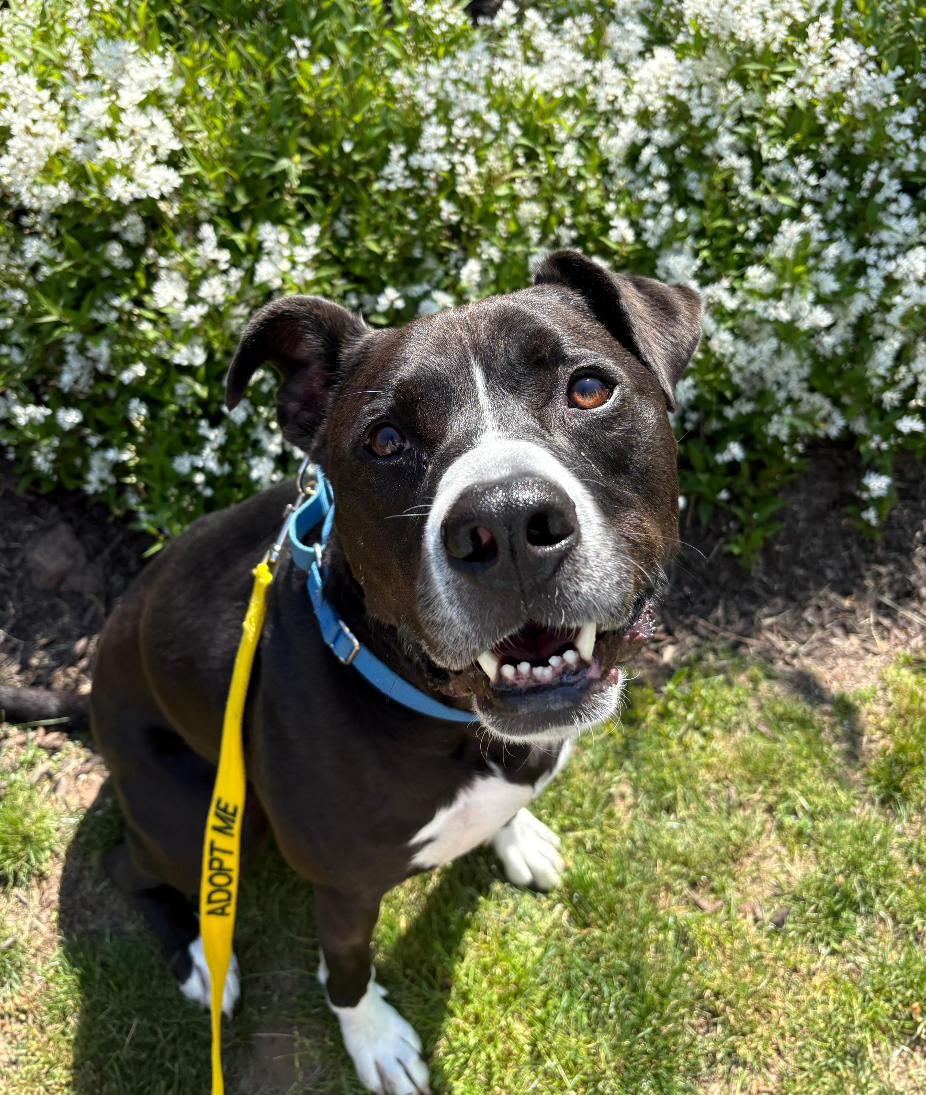 Levi, Adoptable, Young Male Staffordshire Bull Terrier & Pit Bull Terrier.