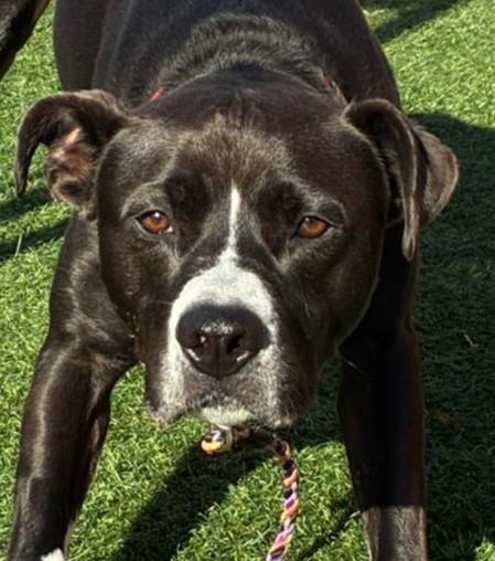 Levi, Adoptable, Young Male Staffordshire Bull Terrier & Pit Bull Terrier.