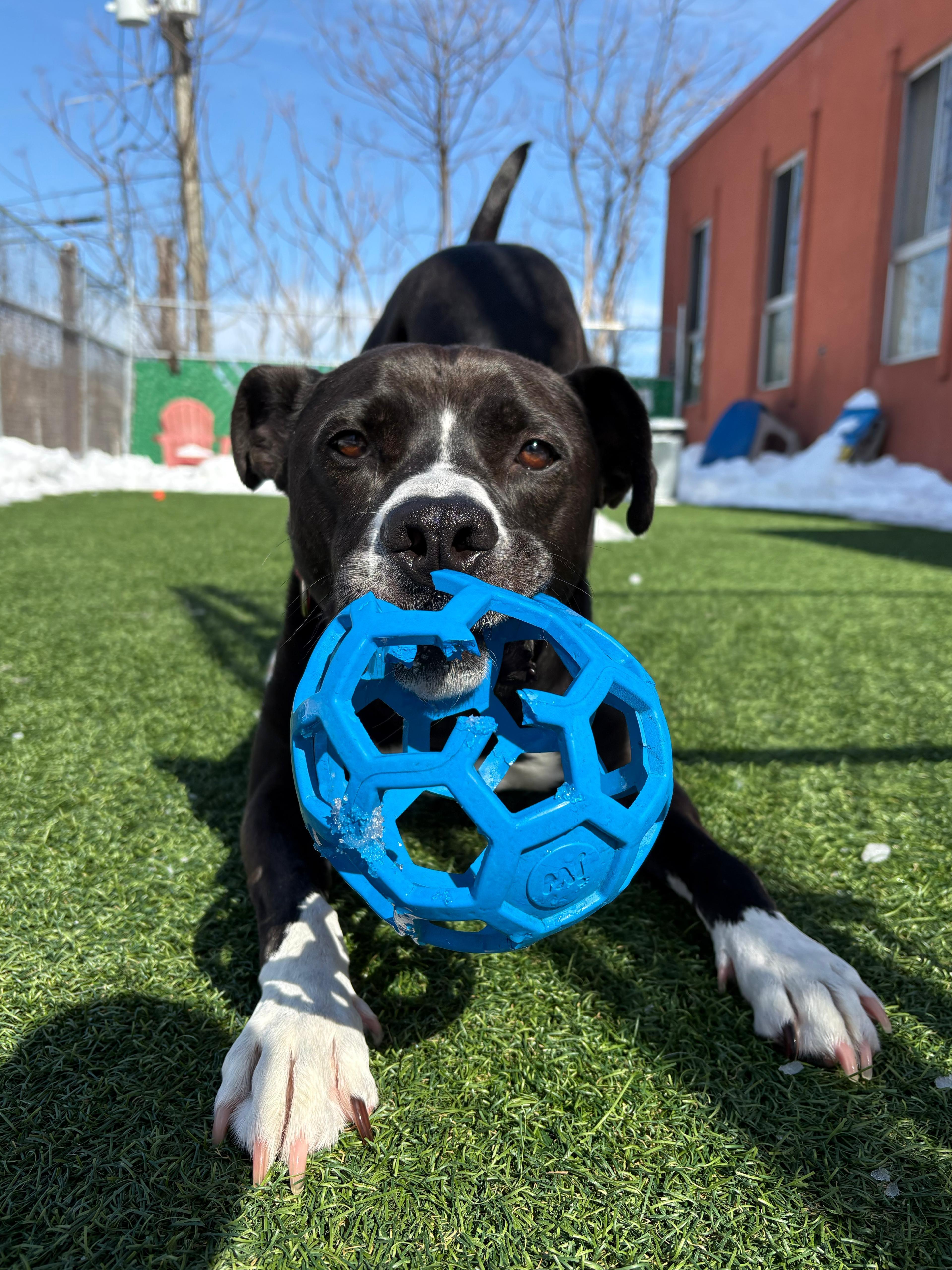 Levi, a Adoptable mixed breed in Norwalk, CT image 1/5
