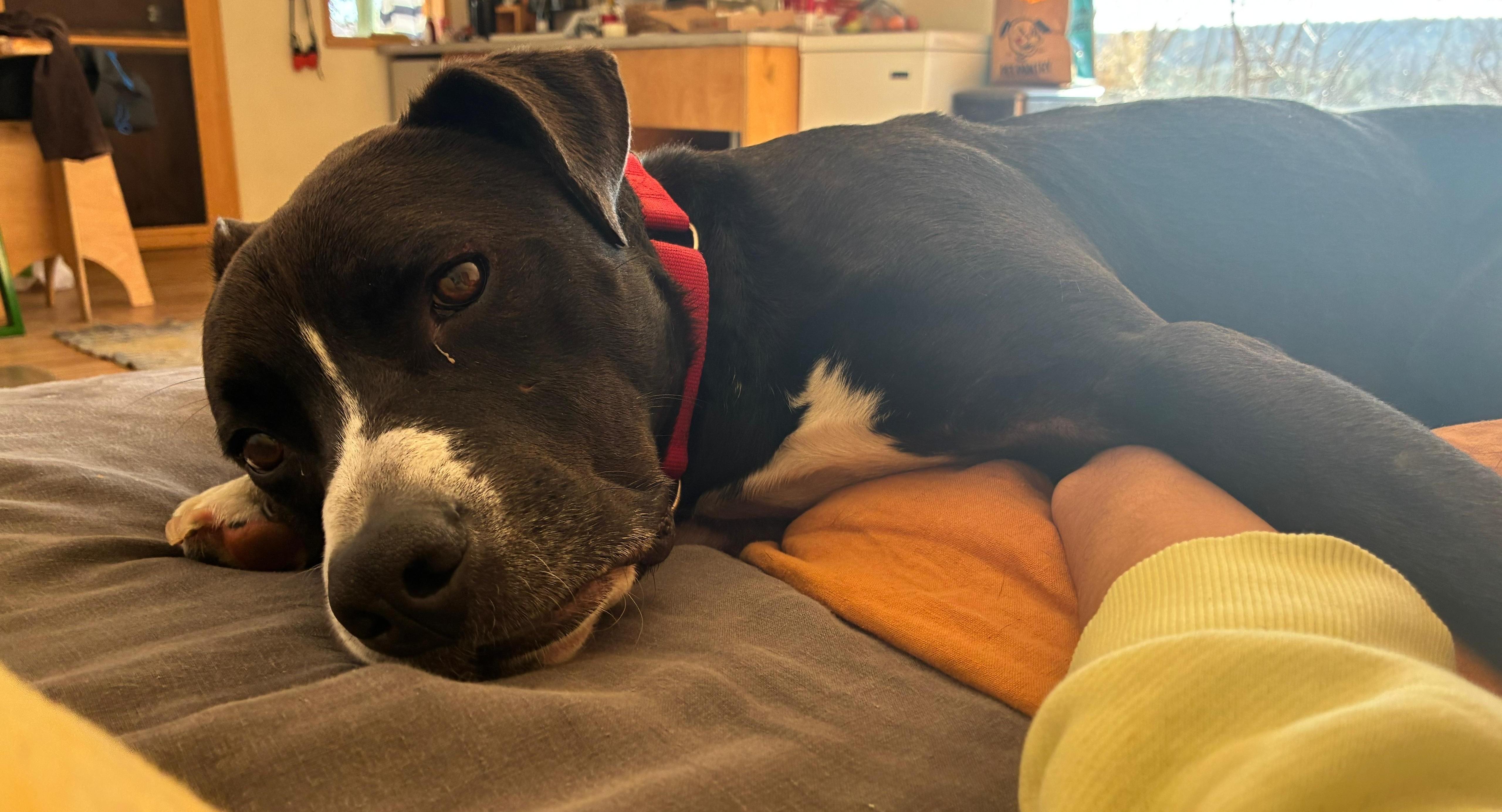 Enlarge Levi, a Adoptable mixed breed in Norwalk, CT image 3/6