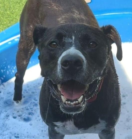 Levi, an adoptable Staffordshire Bull Terrier, Pit Bull Terrier in Norwalk, CT, 06851 | Photo Image 1