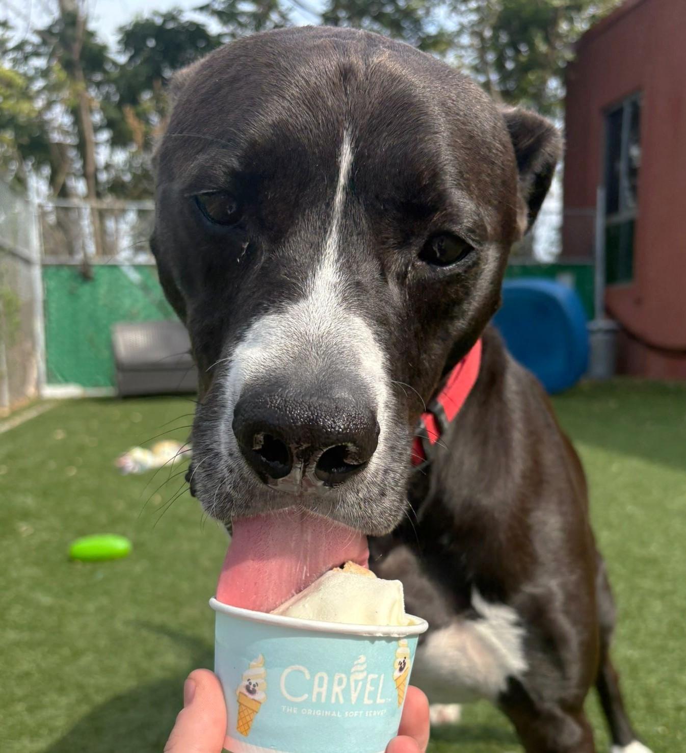 Levi, an adoptable Staffordshire Bull Terrier, Pit Bull Terrier in Norwalk, CT, 06851 | Photo Image 2