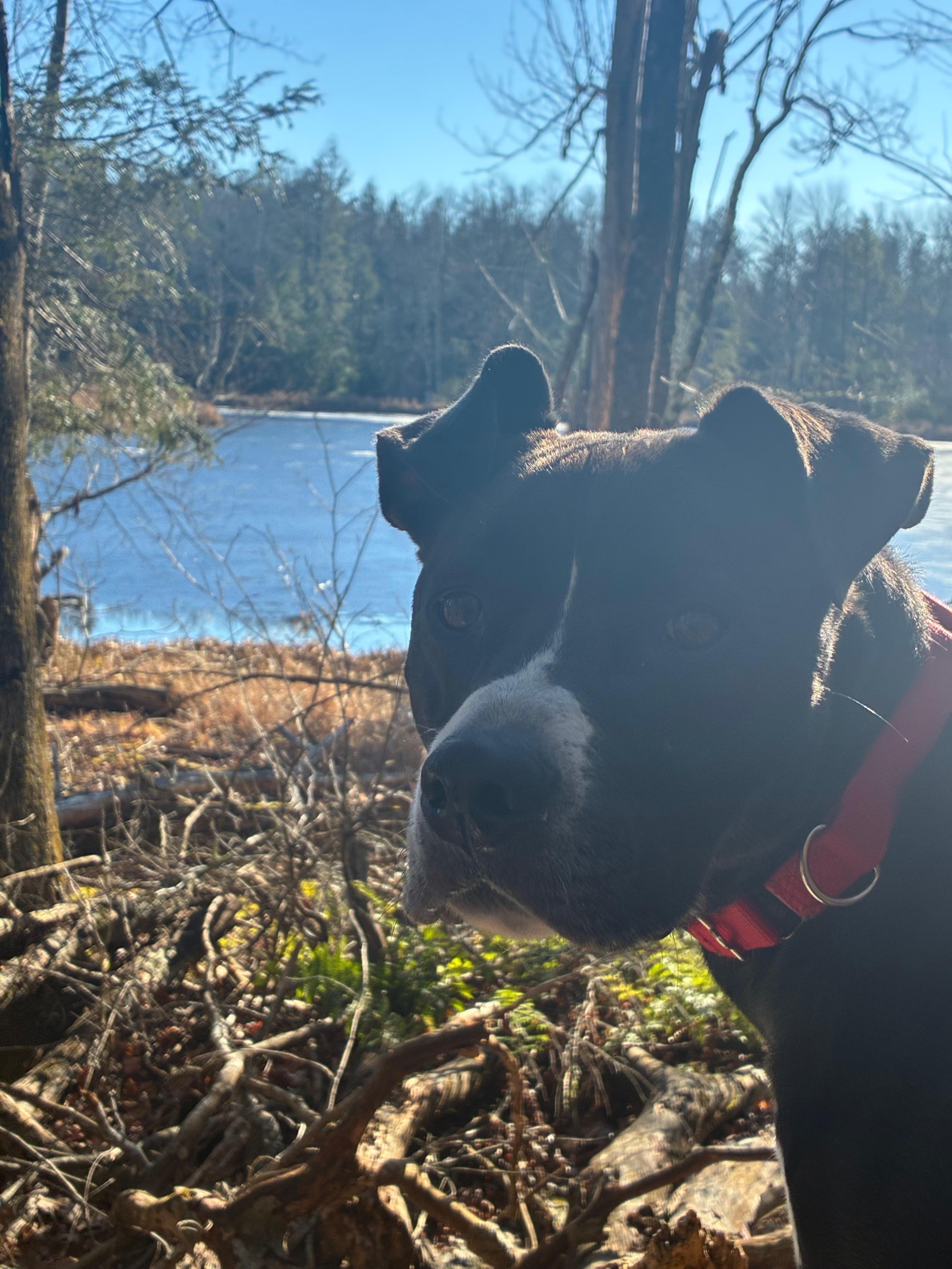 Levi, a Adoptable mixed breed in Norwalk, CT image 2/5
