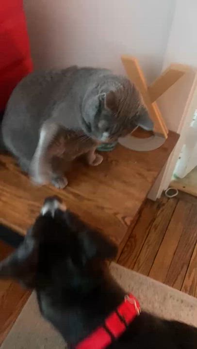 Enlarge Levi, a Adoptable mixed breed in Norwalk, CT video 5/6