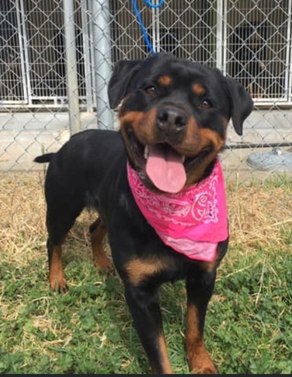 LEIA, Adoptable, Young Female Rottweiler.