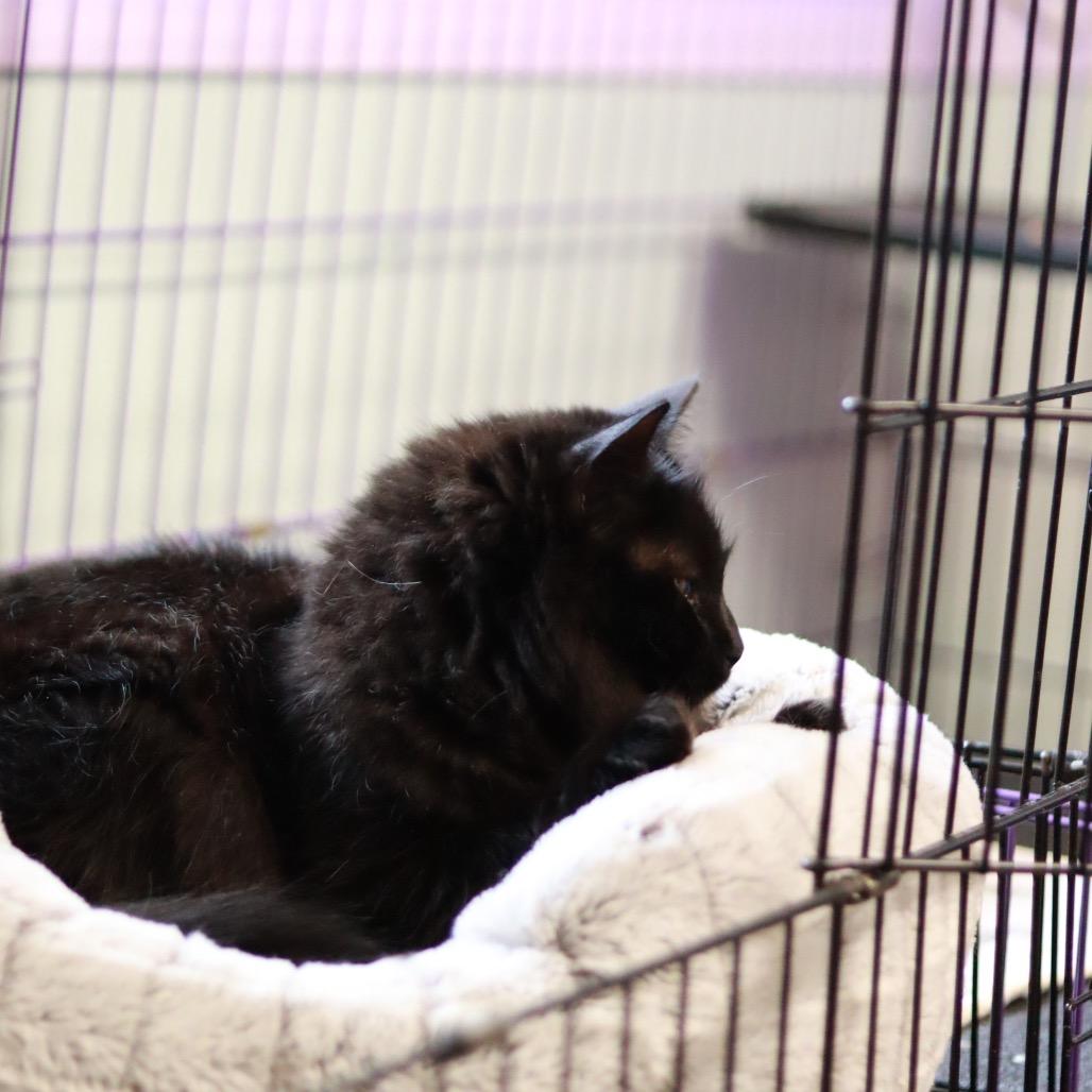 Gizmo (the Babe) - Bonded, a Adoptable Domestic Long Hair in Priest River, ID image 1/6