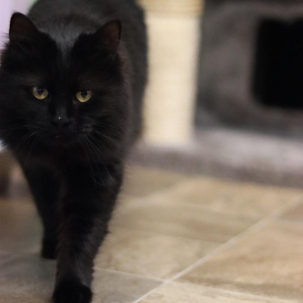 Gizmo (the Babe) - Bonded, a Adoptable Domestic Long Hair in Priest River, ID image 2/6