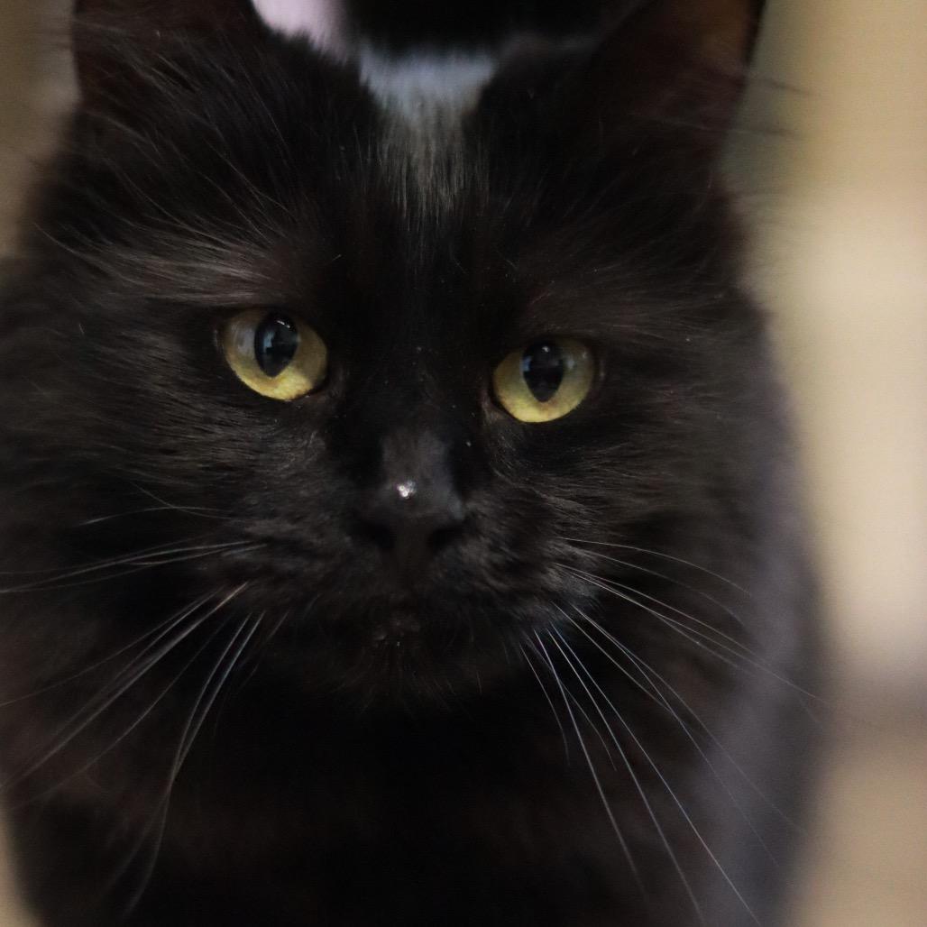 Gizmo (the Babe) - Bonded, a Adoptable Domestic Long Hair in Priest River, ID image 3/6