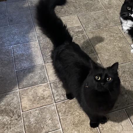 Gizmo (the Babe) - Bonded, a Adoptable Domestic Long Hair in Priest River, ID image 4/6
