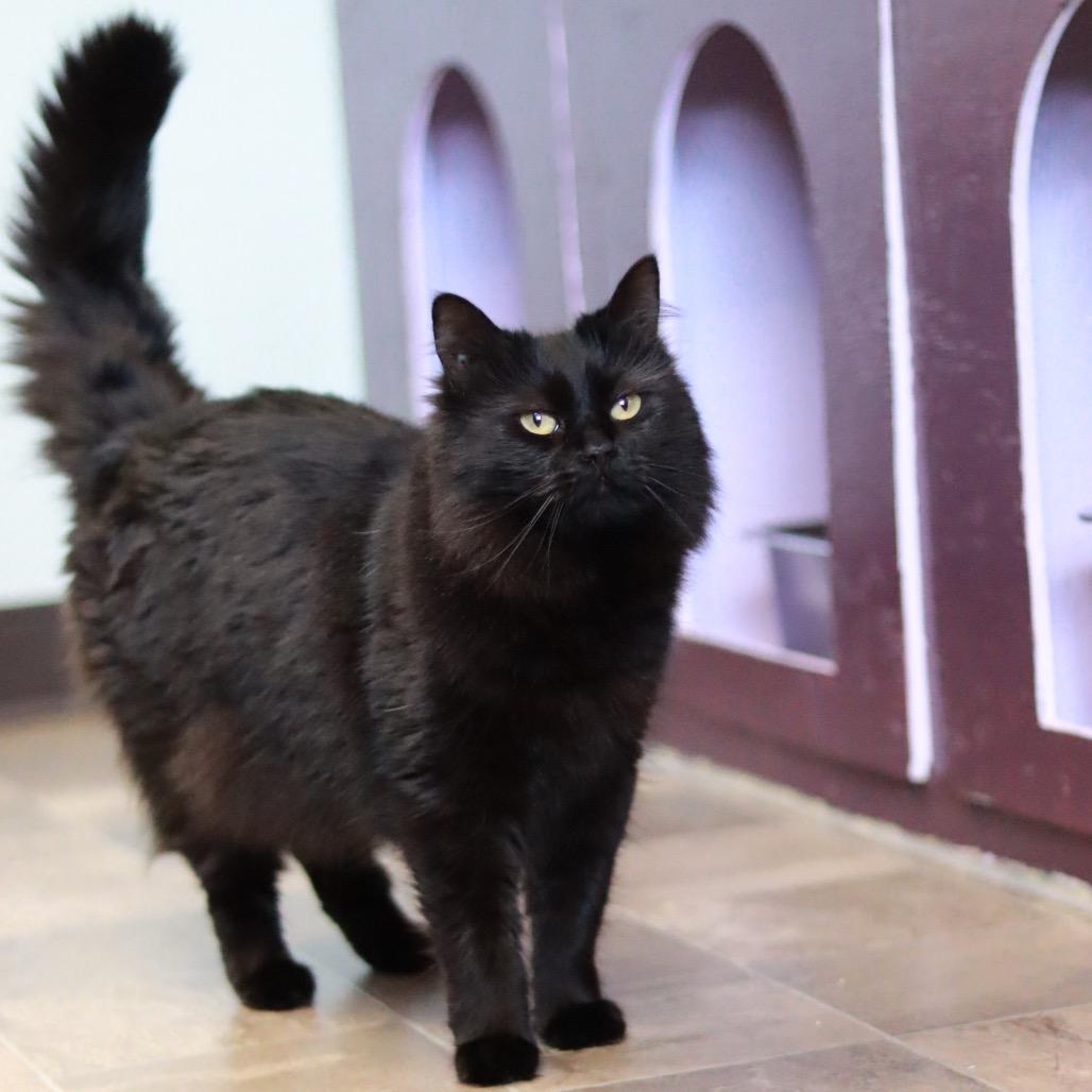 Gizmo (the Babe) - Bonded, a Adoptable Domestic Long Hair in Priest River, ID image 5/6