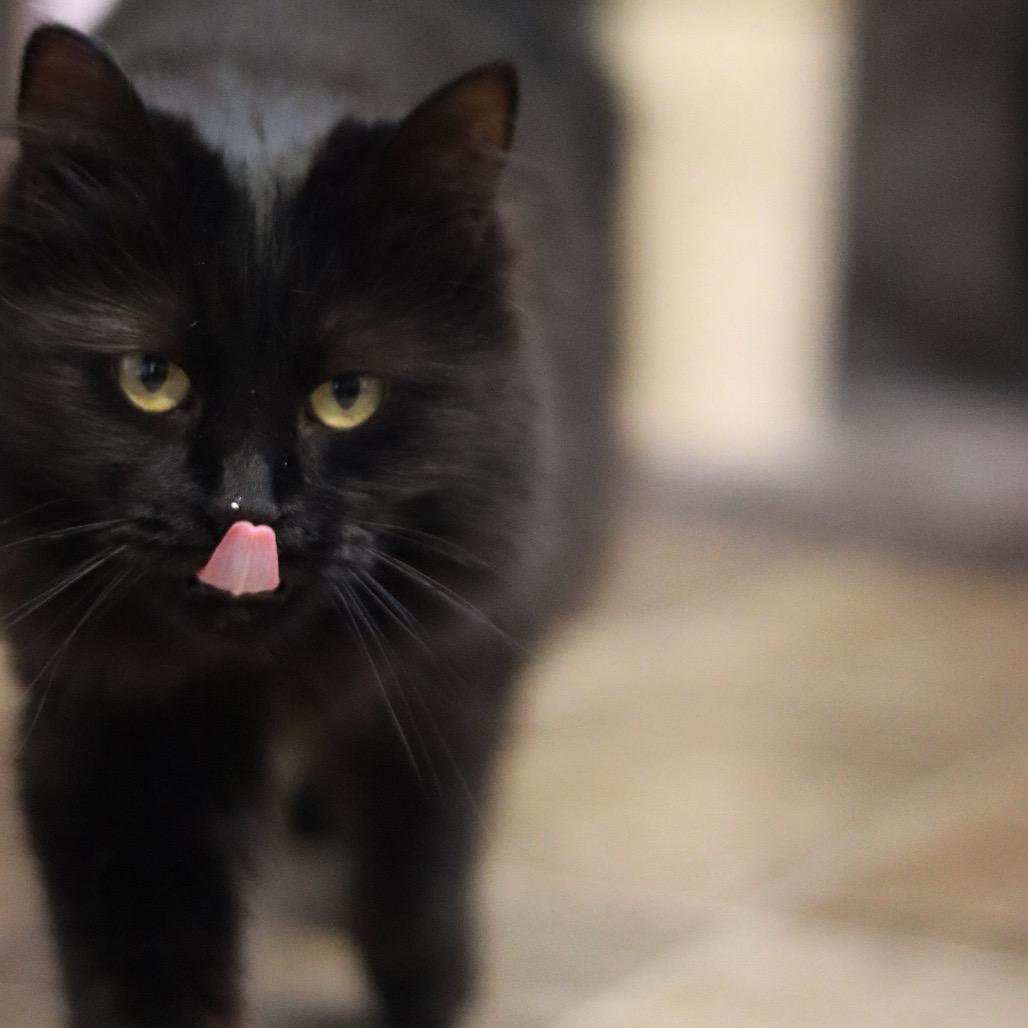 Gizmo (the Babe) - Bonded, a Adoptable Domestic Long Hair in Priest River, ID image 6/6