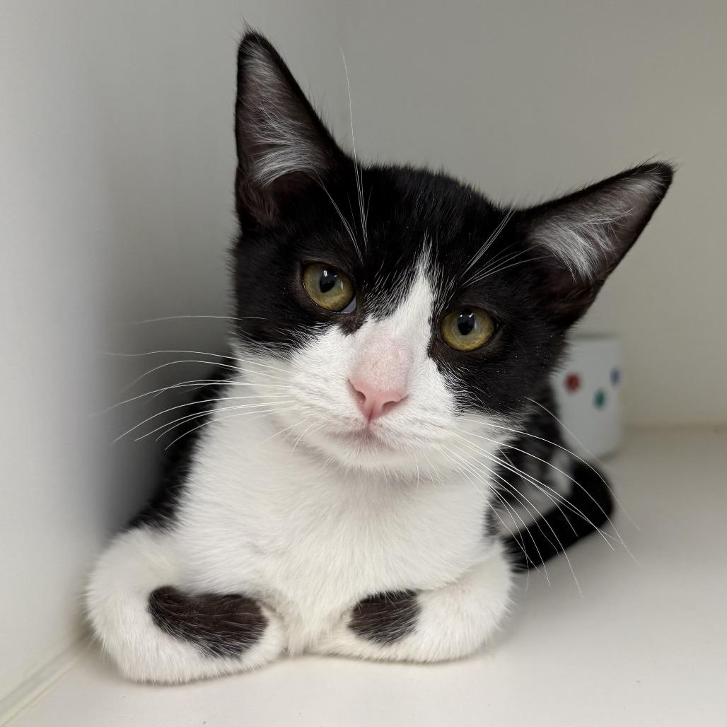 True, Adoptable, Kitten Female Domestic Short Hair.