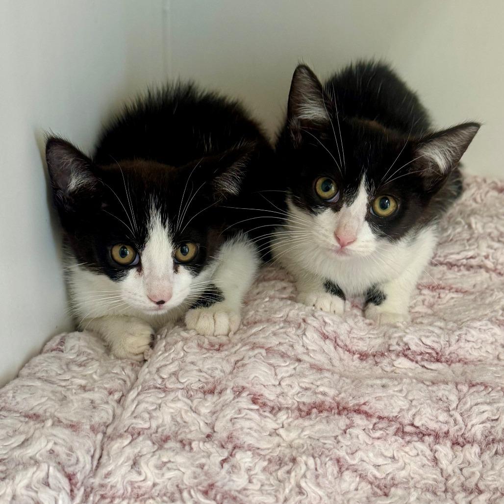 True, a Adoptable Domestic Short Hair in Long Beach, CA image 2/2