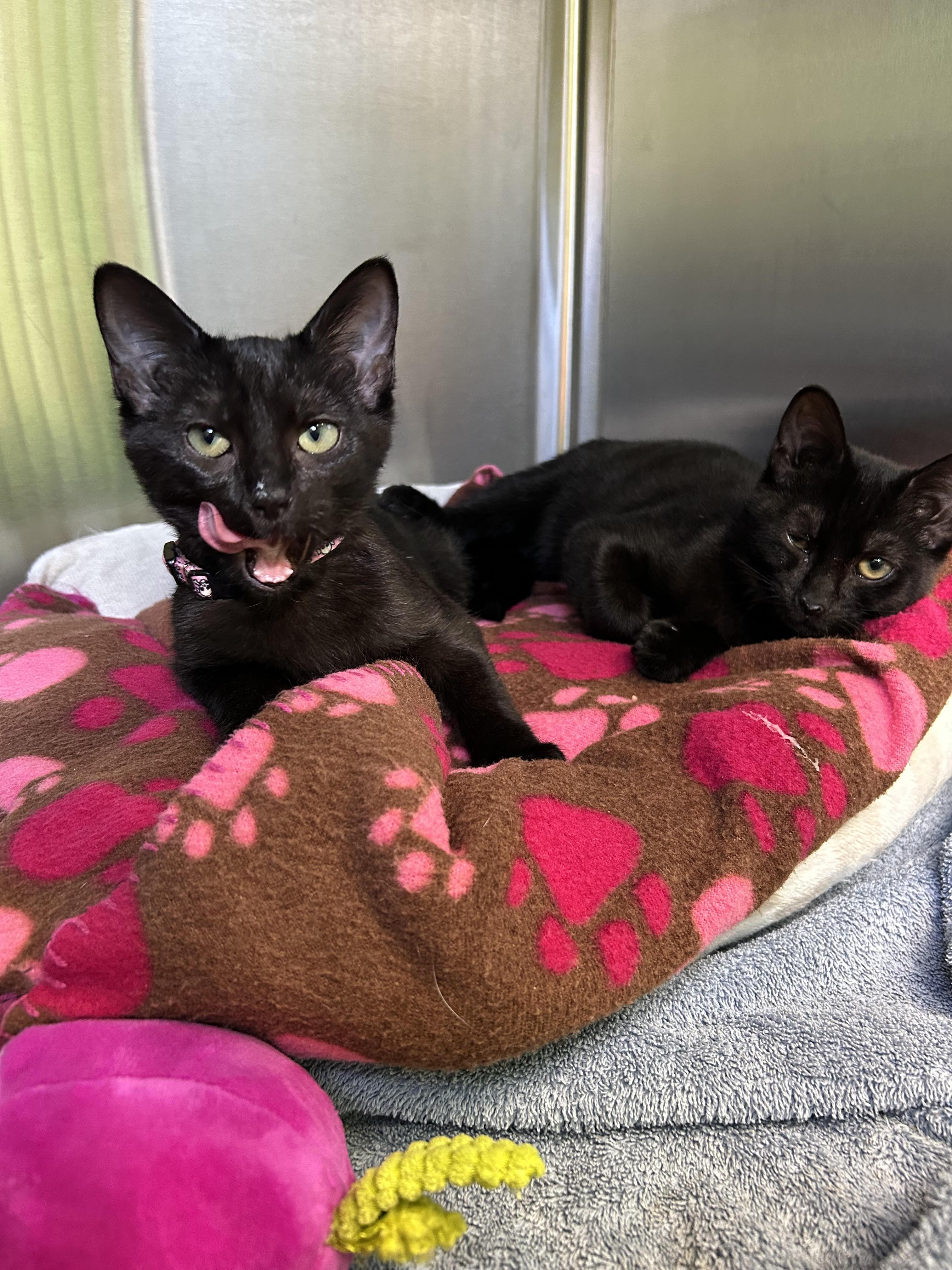 Ruby, Adoptable, Kitten Female Domestic Short Hair.