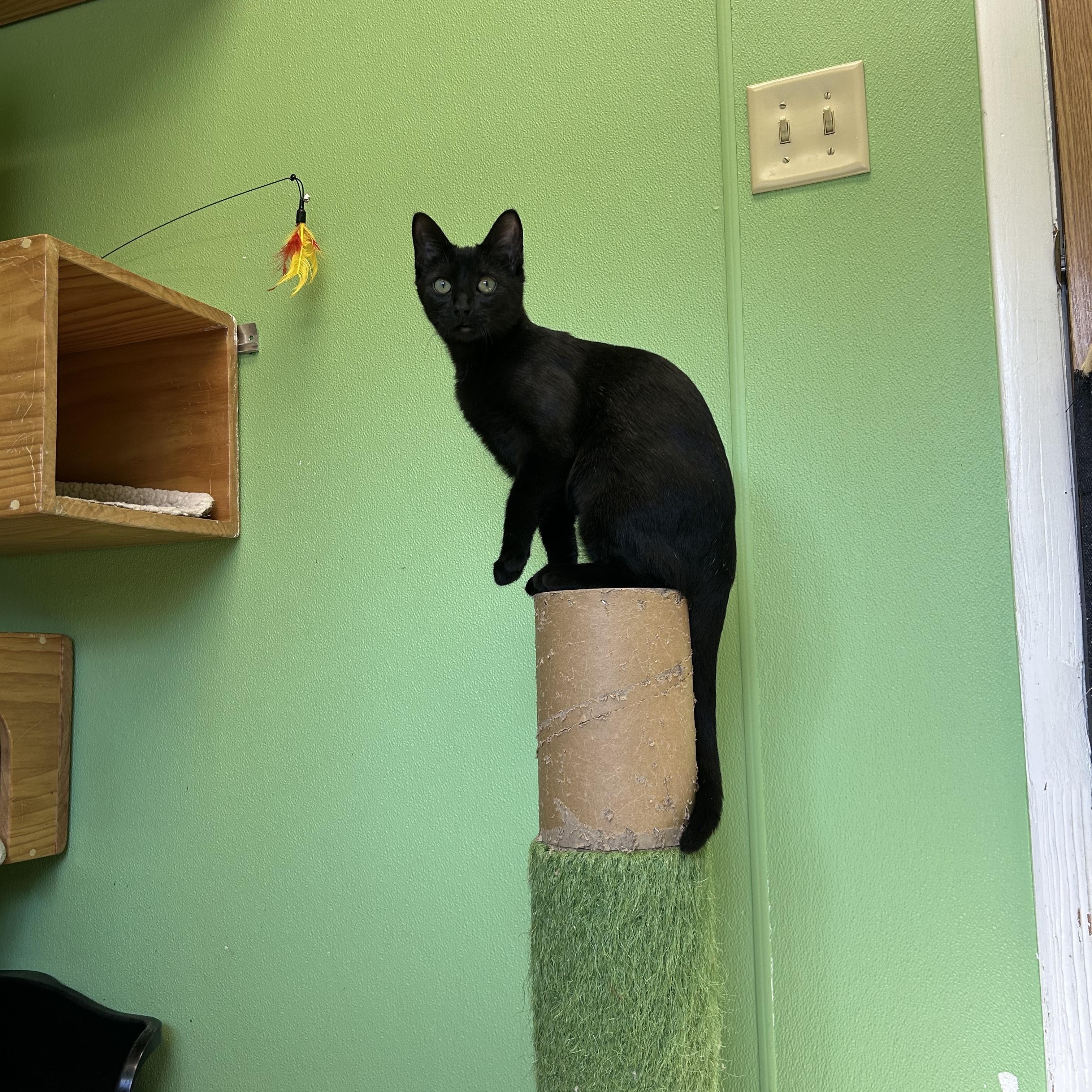 Enlarge Ruby, an adopted Domestic Short Hair in Greenbelt, MD image 1/6