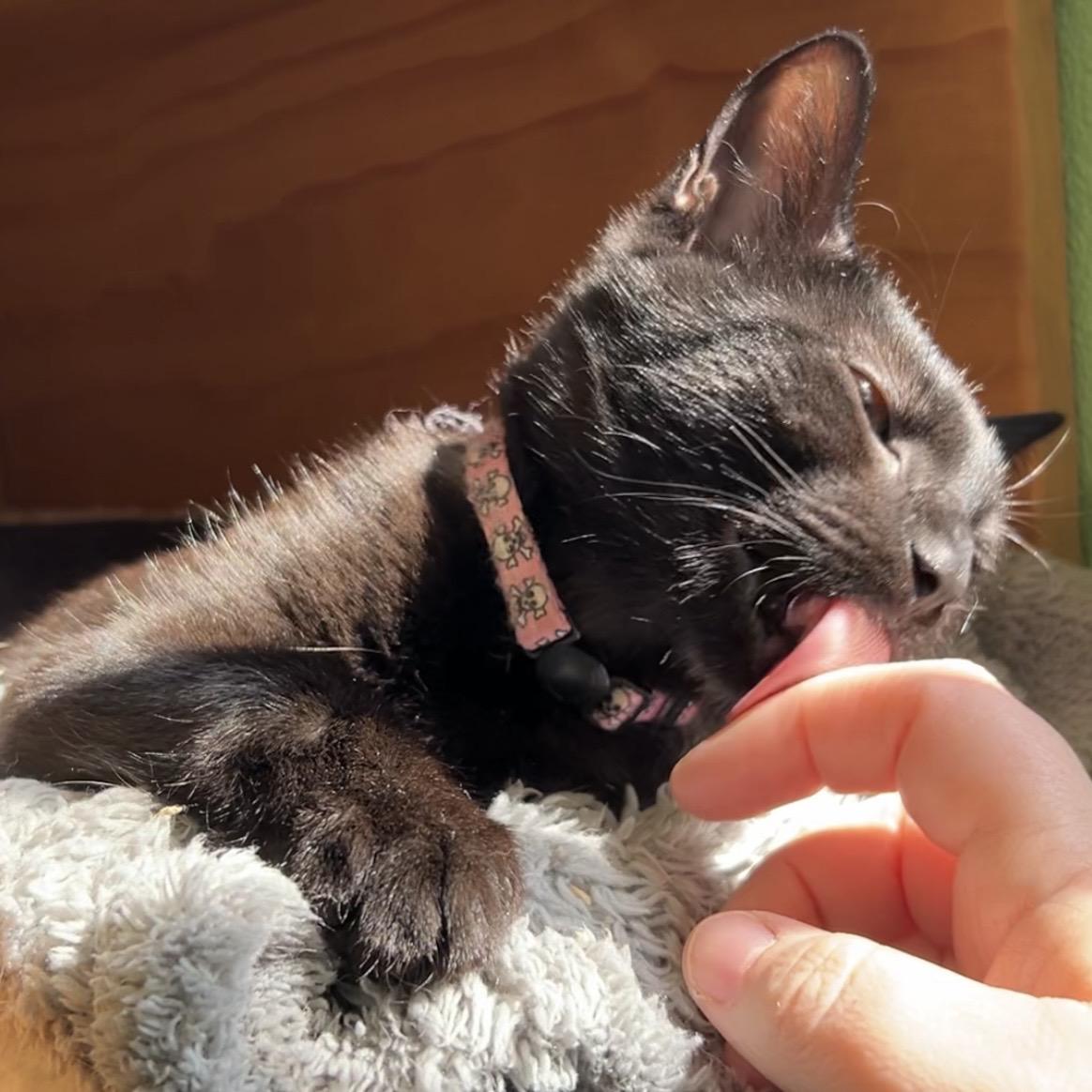 Enlarge Ruby, an adopted Domestic Short Hair in Greenbelt, MD image 3/6