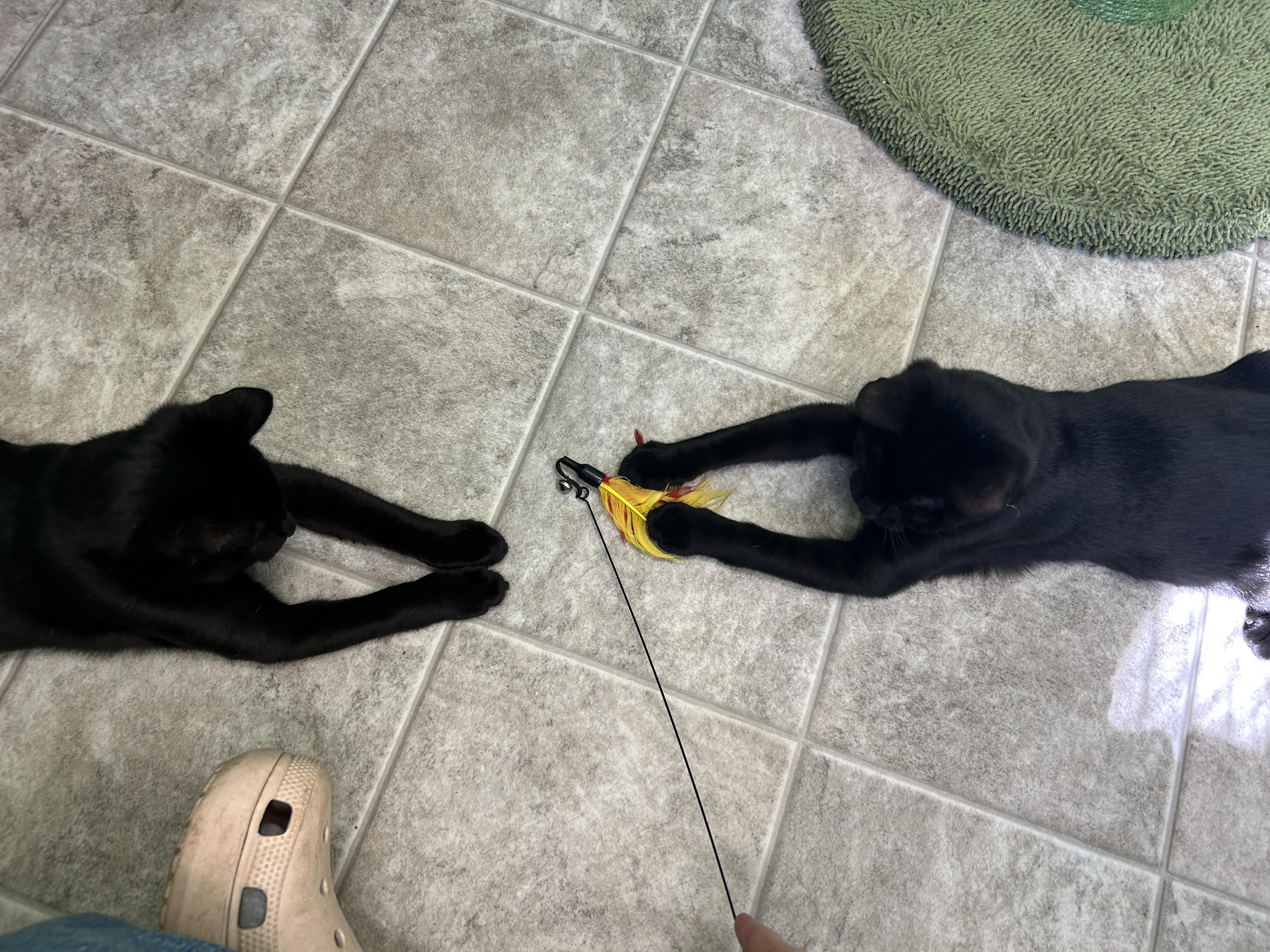 Enlarge Ruby, an adopted Domestic Short Hair in Greenbelt, MD image 4/6