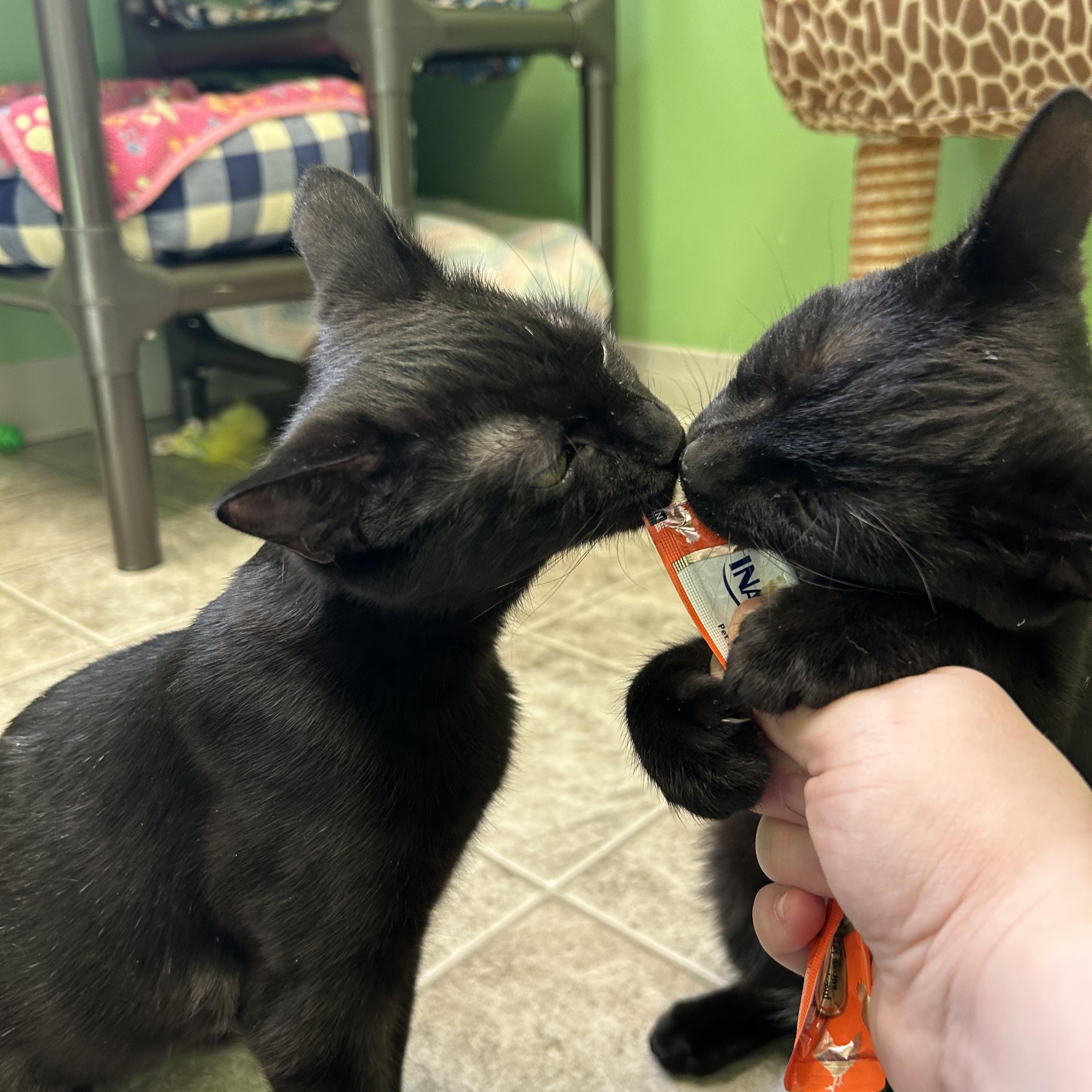 Enlarge Ruby, an adopted Domestic Short Hair in Greenbelt, MD image 5/6