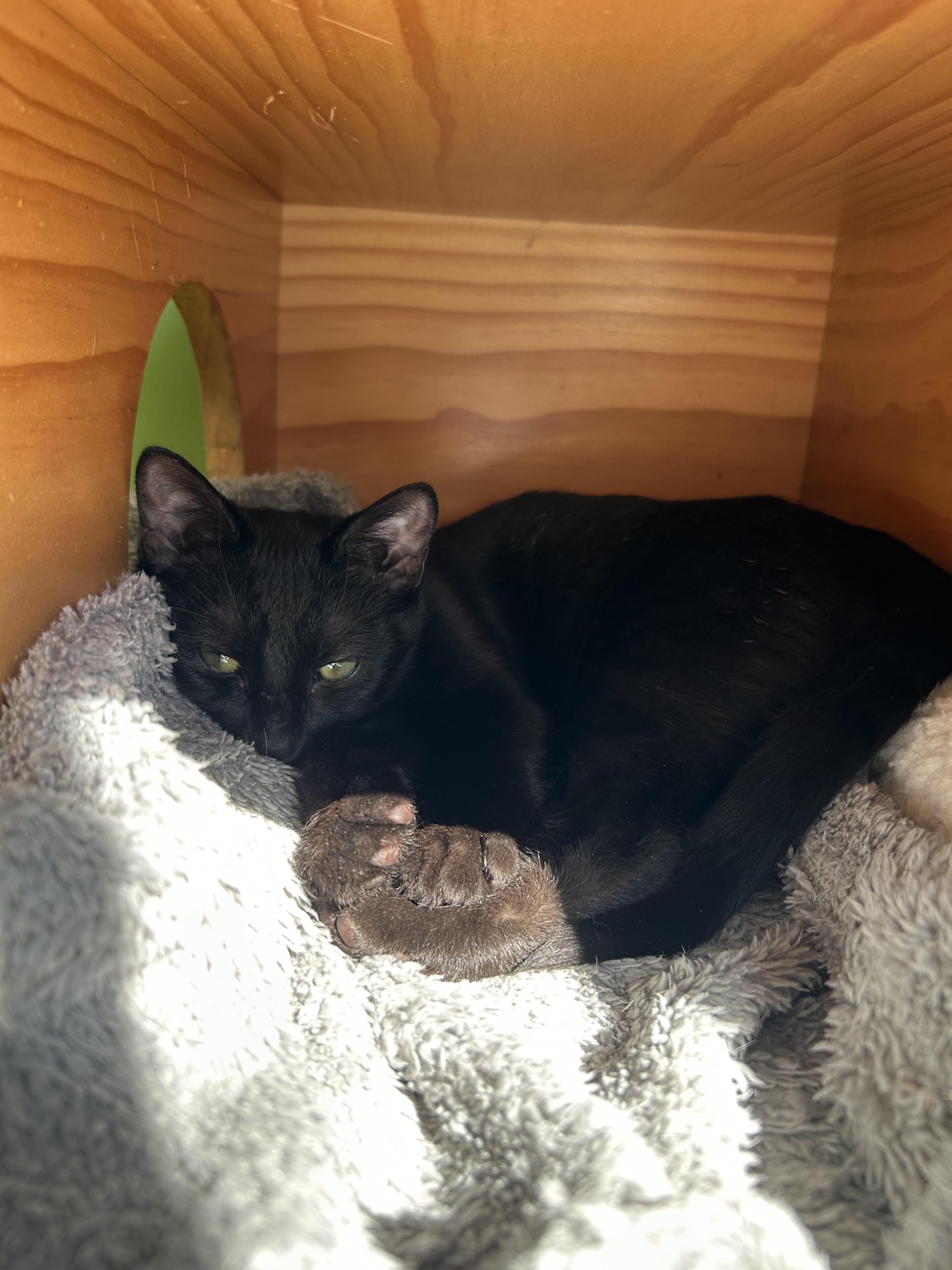 Enlarge Ruby, an adopted Domestic Short Hair in Greenbelt, MD image 2/6