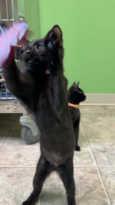 Enlarge Ruby, an adopted Domestic Short Hair in Greenbelt, MD video 6/6