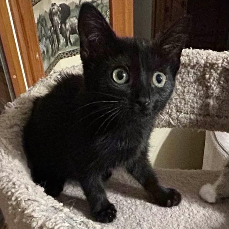 Willa, Adoptable, Kitten Female Domestic Short Hair.