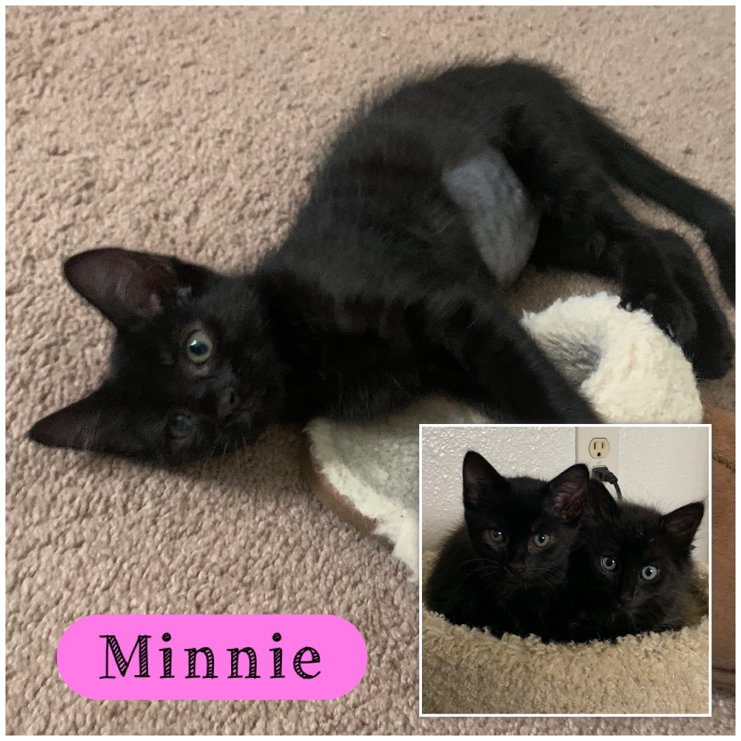 Enlarge Minnie, a Adoptable Domestic Short Hair in El cerrito, CA image 1/3