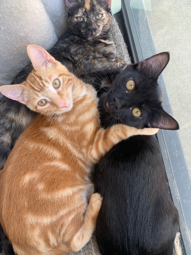 Enlarge Minnie, a Adoptable Domestic Short Hair in El cerrito, CA image 2/3