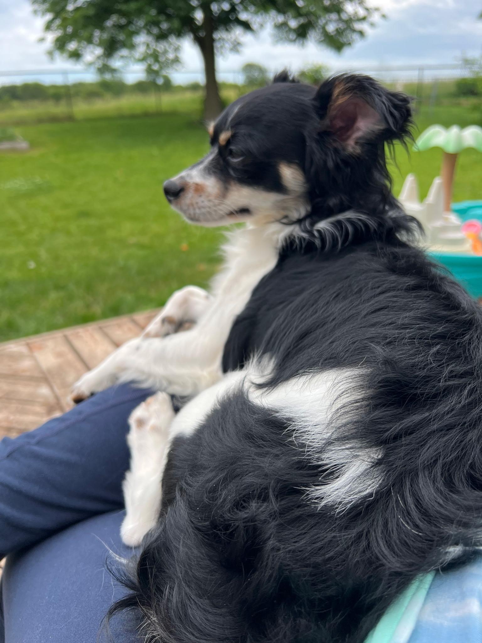 Arthur, a Adoptable mixed breed in Cedar Rapids, IA image 3/6