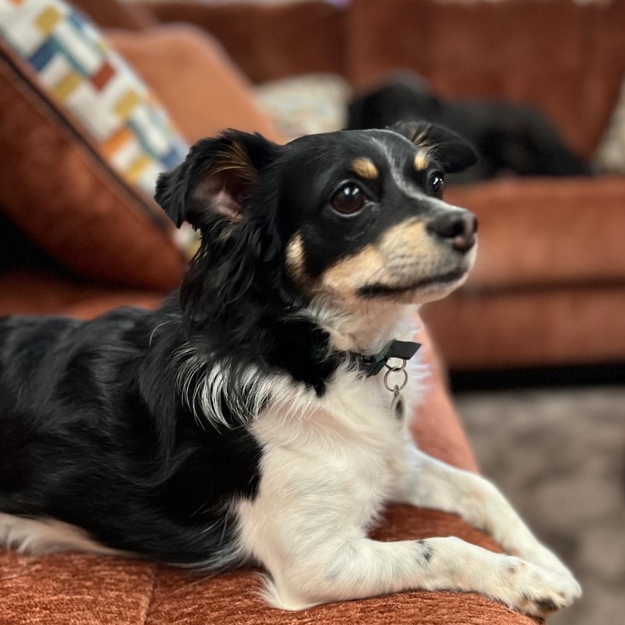 Arthur, Adoptable, Young Male Chihuahua.