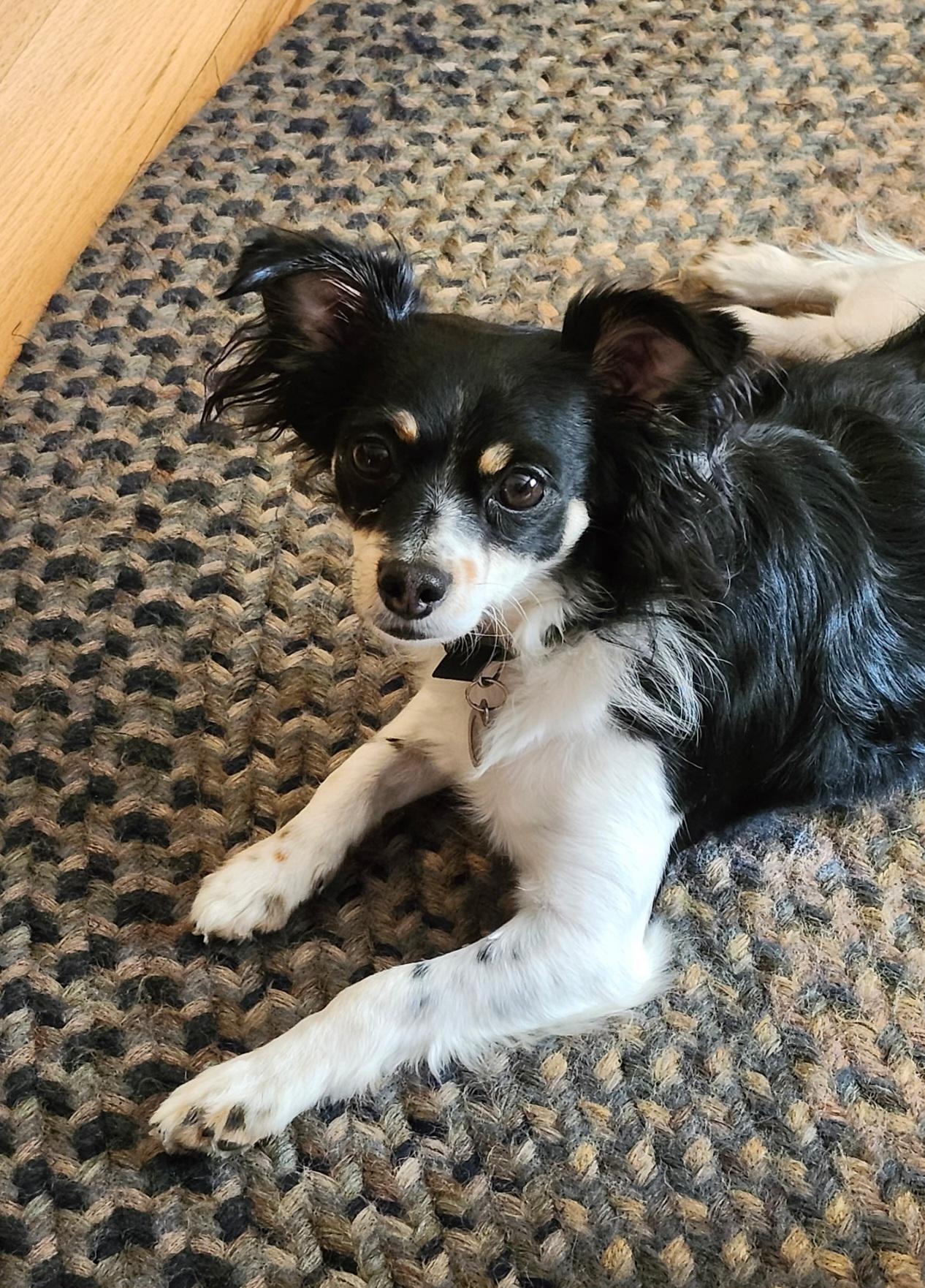 Arthur, a Adoptable mixed breed in Cedar Rapids, IA image 2/6