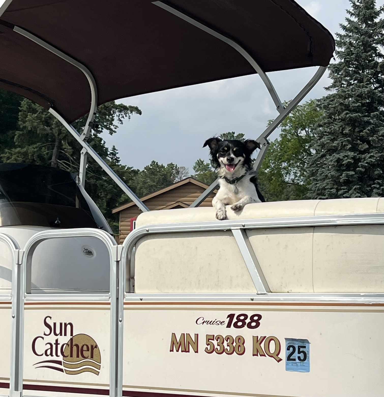 Arthur, a Adoptable mixed breed in Cedar Rapids, IA image 5/6