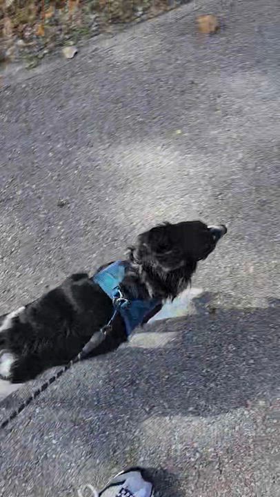 Enlarge Arthur, a Adoptable mixed breed in Cedar Rapids, IA video 6/6