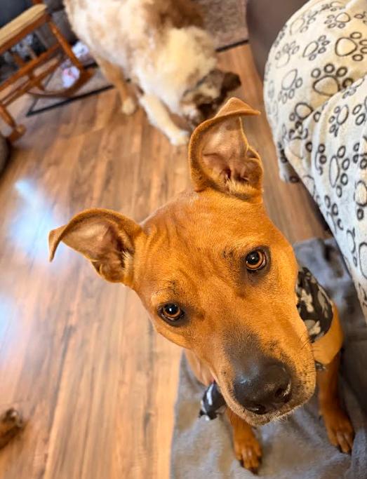 Enlarge Jasmine, a Adoptable Mixed Breed in Palm Harbor, FL image 5/5