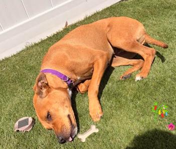 Enlarge Jasmine, a Adoptable Mixed Breed in Palm Harbor, FL image 4/5