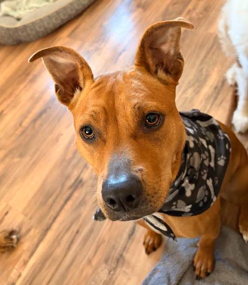 Enlarge Jasmine, a Adoptable Mixed Breed in Palm Harbor, FL image 3/5