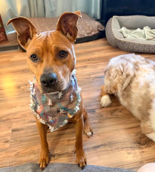 Enlarge Jasmine, a Adoptable Mixed Breed in Palm Harbor, FL image 2/5