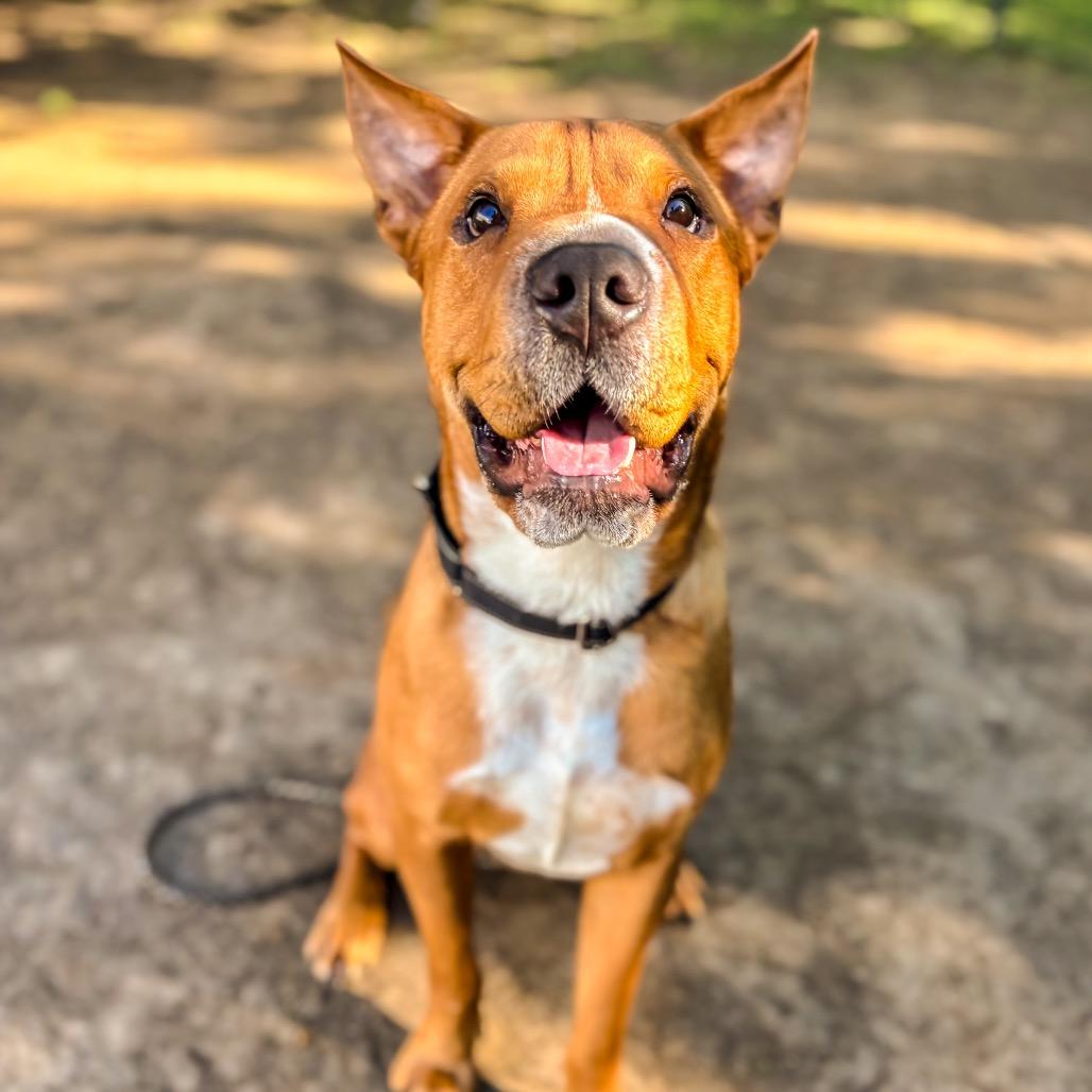 Enlarge Scooby, a Adoptable Mixed Breed in Springboro, OH image 1/6