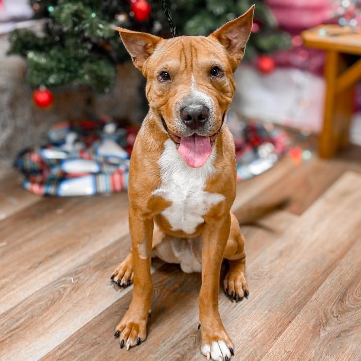 Enlarge Scooby, a Adoptable Mixed Breed in Springboro, OH image 2/6