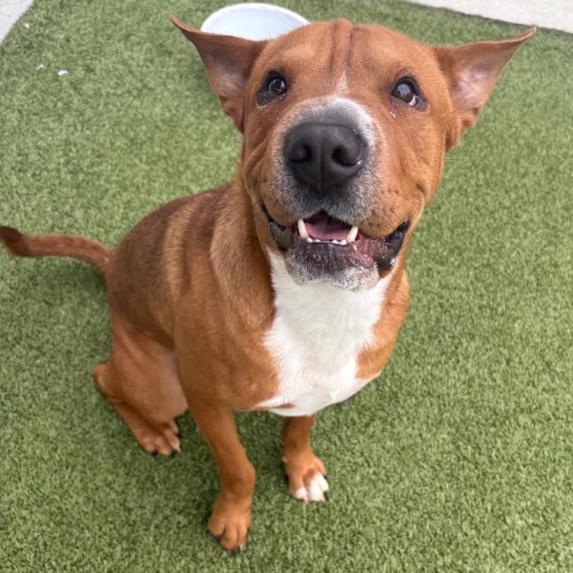 Enlarge Scooby, a Adoptable Mixed Breed in Springboro, OH image 3/6