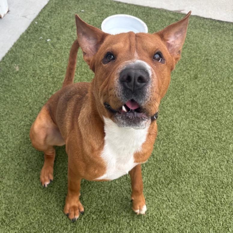 Enlarge Scooby, a Adoptable Mixed Breed in Springboro, OH image 4/6