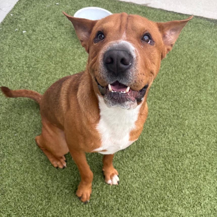 Enlarge Scooby, a Adoptable Mixed Breed in Springboro, OH image 5/6