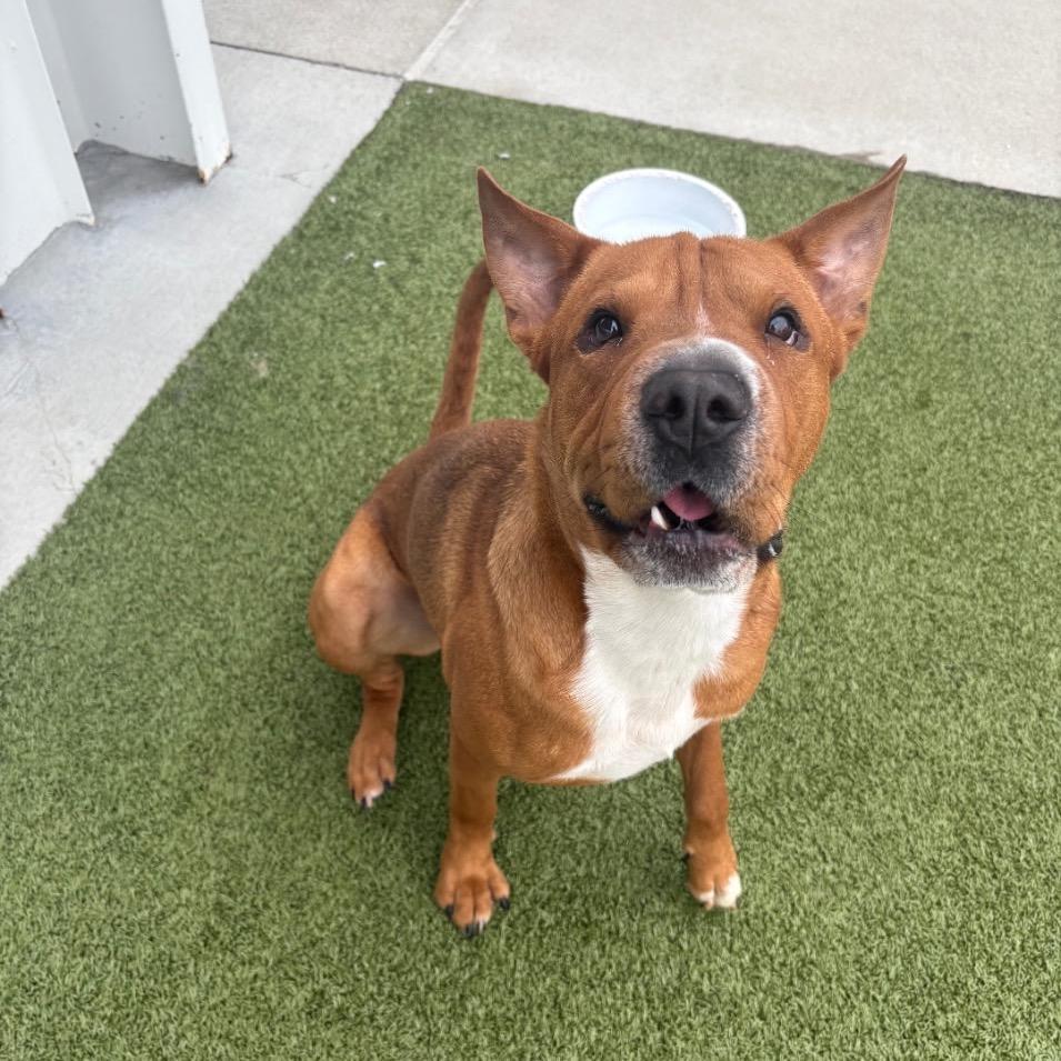 Enlarge Scooby, a Adoptable Mixed Breed in Springboro, OH image 6/6