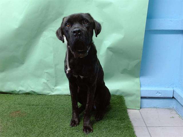 Enlarge MAXINE, a Adoptable Cane Corso in Gardena, CA image 1/1